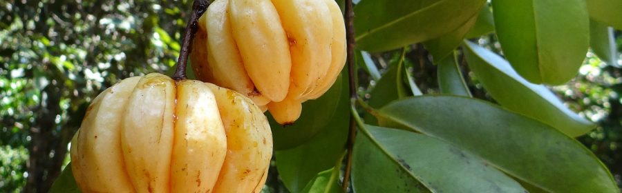 garcinia-cambogia-1